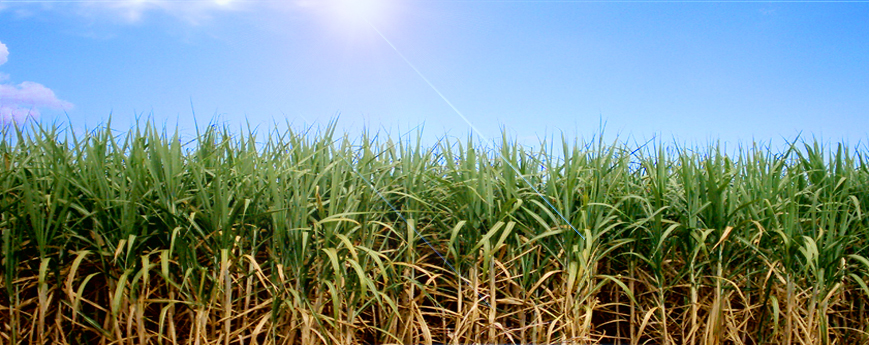 Importancia de la Investigación Agroindustrial